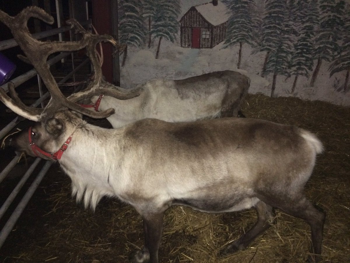 WoolleyXmasTree's tweet image. Opening tomorrow, Woolley Edge #ChristmasTree Farm. The barn is full of freshly cut premium trees and smells wonderful See our #reindeer too