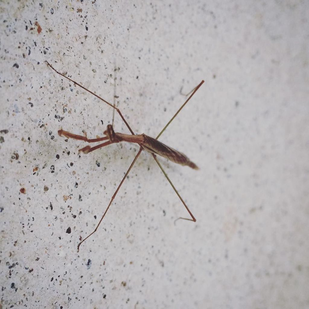 wil63r's tweet photo. Manny la mantis religiosa de la pelรญcula #bichos
#shotoniphone #proshotapp #bug #iphoneogโฆ https://t.co/IOUbqZkCxS https://t.co/YfjWiN0ZeE