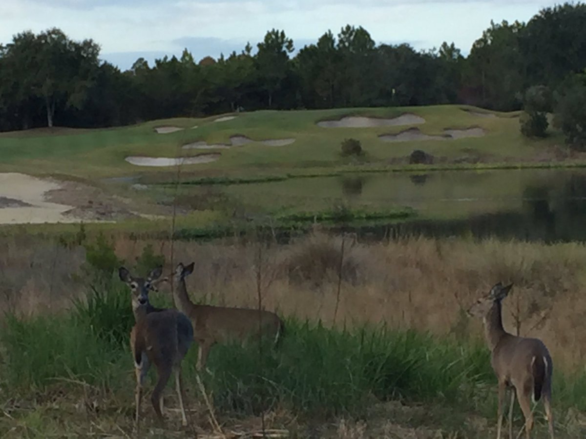 30A (@30a) on Twitter photo so cool! RT <a href="/johnnyfair/">Johnny Fair</a>: Deer everywhere. Not worried about us. Seen at least 30. #campcreekgolf #30A so cool! RT <a href="/johnnyfair/">Johnny Fair</a>: Deer everywhere. Not worried about us. Seen at least 30. #campcreekgolf #30A