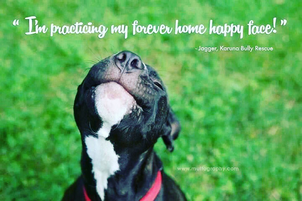 morandivane's tweet photo. https://t.co/1JGvoNrrBh @rachaelray @AdoptaPetcom @KangieKy https://t.co/9OMK0xDhoi