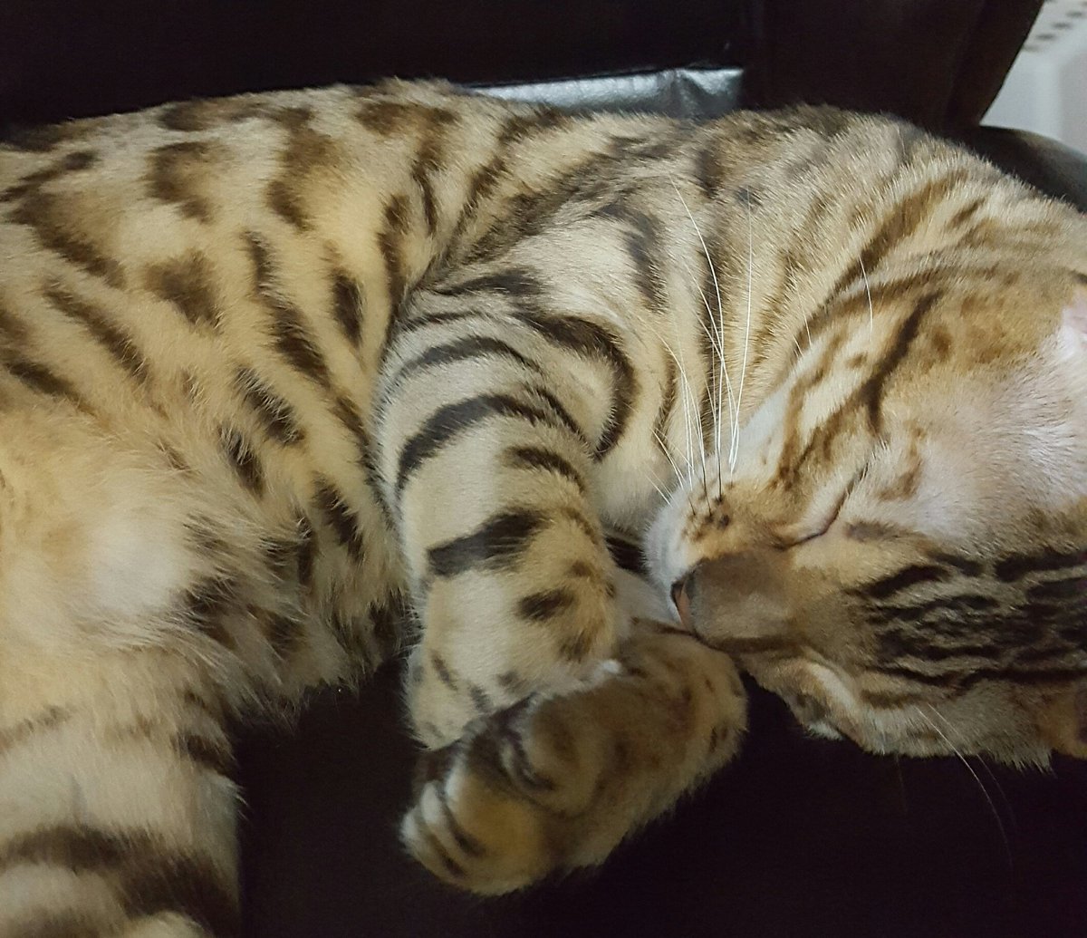 ontariobengals's tweet photo. Enjoying sweet dreams of all the great sales today. #blackfriday #ShoppingIsExhausting #bengal #bengalcat #cats #CatsOfTwitter https://t.co/36StxLFNqY