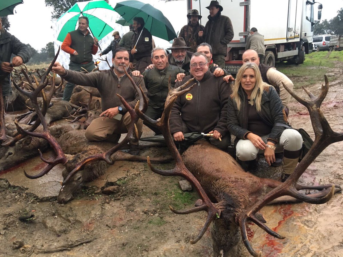 Espectacular montería que hemos dado hoy en La Venta del Mercader. 31 venados entre 12 puestos, 21 de ellos medallas (5O, 6P, 10B). Gracias!