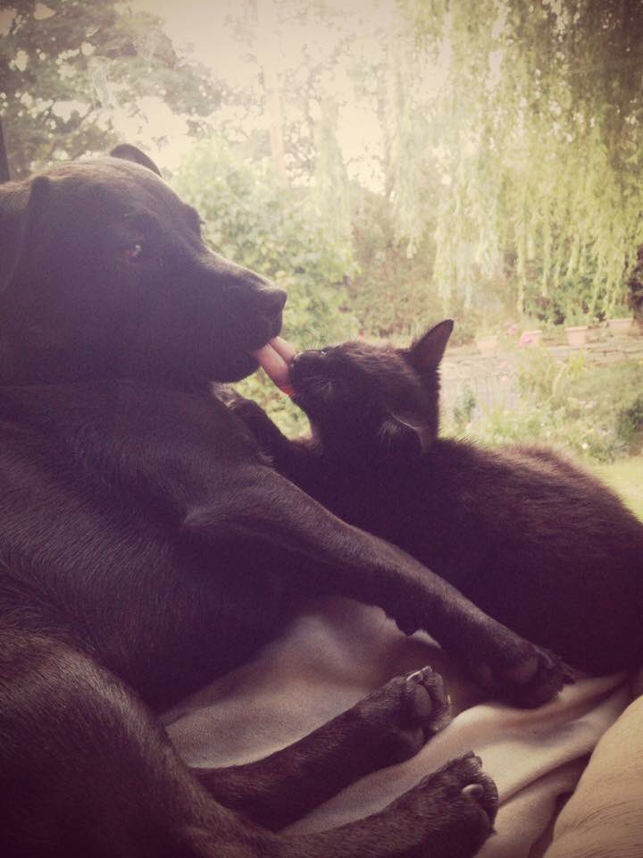 mypetsvetsltd's tweet photo. Best friends forever #BFF #blackfriday @mypetsvets #yourpetschoice #howcute #betterthanshopping https://t.co/x25tJ6Eq9K