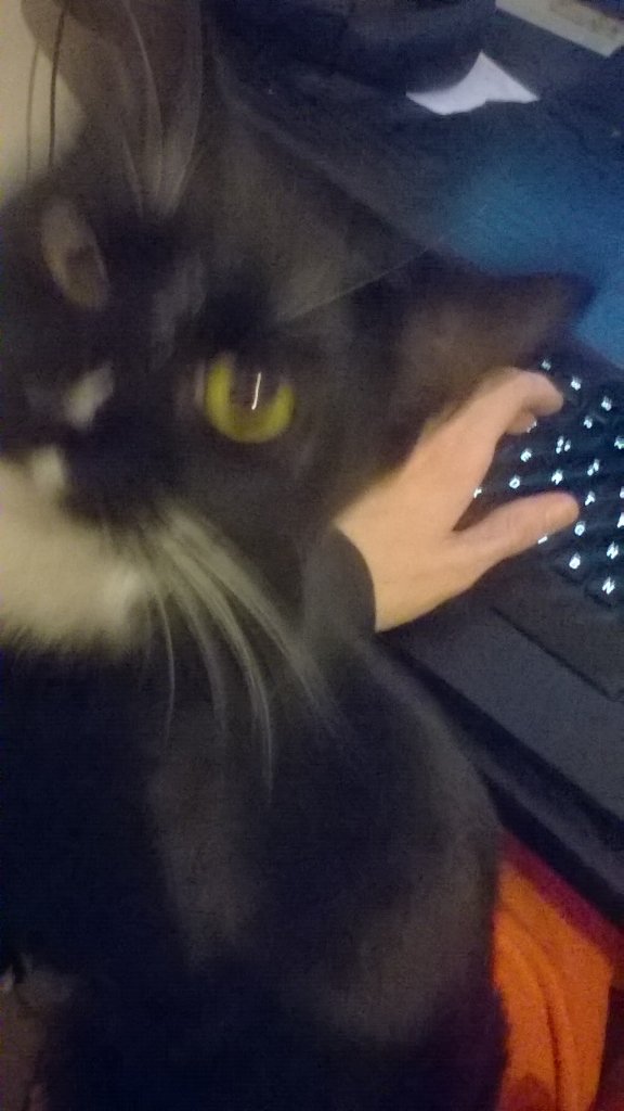 skunkywow's tweet photo. Thanks batman... At least 2 times a night. #DistractionCat #Warcraft https://t.co/iWhONjSkAN