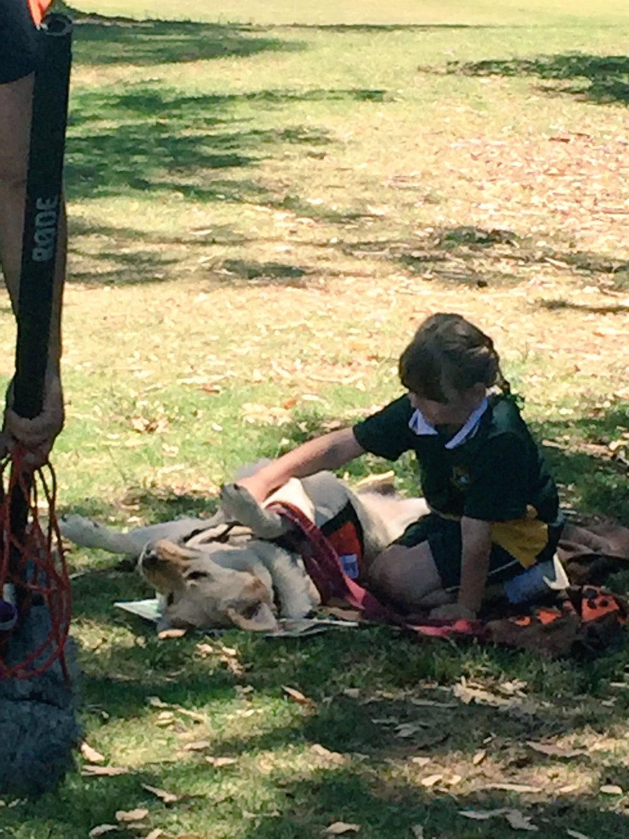 StVincentsPS's tweet image. A story for a documentary was filmed @StVincentsPS about working dogs. Jasmine and Taylor are famous! @StoryDogs #NationalGeographic #CEWA