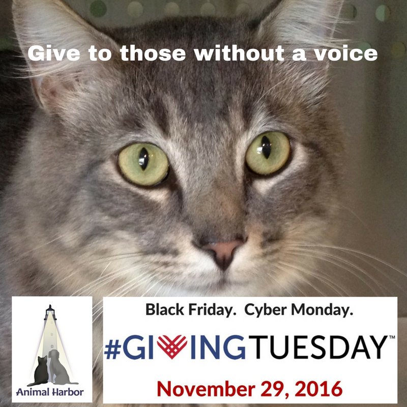 AnimalHarbor's tweet photo. Black Friday save you some serious cash? Put some of those savings to good use and help homeless pets this #GivingTuesday! https://t.co/MKOyvNyDyS