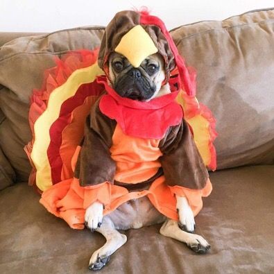 FunnyPicsDepot's tweet photo. November 24th VS. November 25th https://t.co/Wy8uFMBjnt