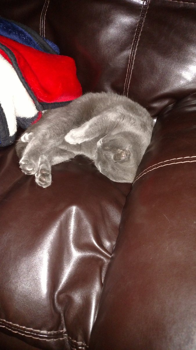 JesseRapps's tweet photo. This little princess must of had a tough day 😴 https://t.co/96izjqrdeB
