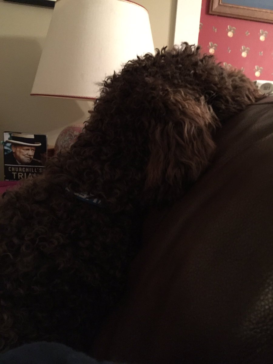 19dragon83's tweet photo. Sleeping while sitting up, cause he can!!  Labradoodle love!! https://t.co/YdELYqzTmb