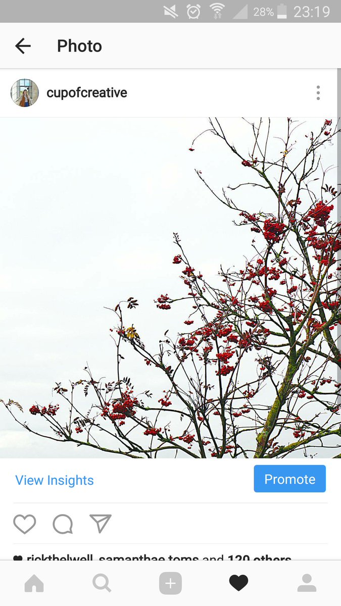 stephieproduces's tweet image. Just got this comment on this picture. Mate that's a tree. #instafail