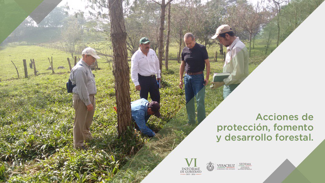 Realizamos acciones p/ la protección, restauración, fomento y desarrollo, en zonas forestales. #VIinformeFRA