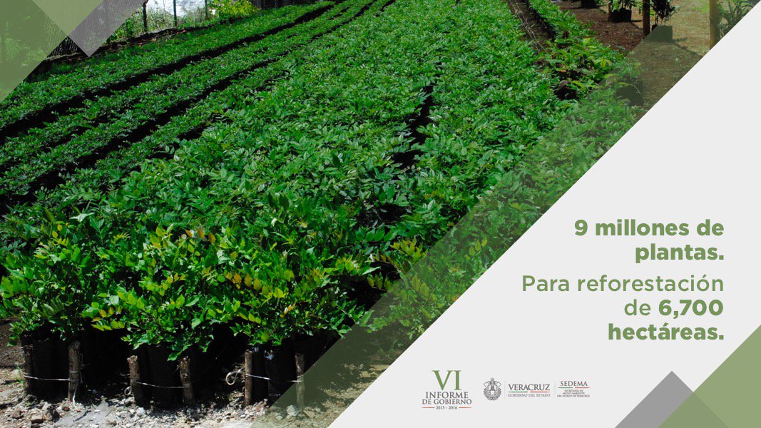 Se produjeron más de 9 millones de plantas, para la reforestación de 6 mil 700 hectáreas. #VIinformeFRA