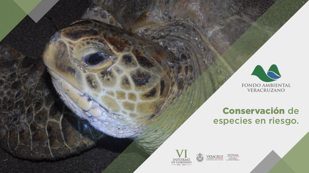 Con los proyectos del FAV se han preservado especies en riesgo: jaguar, tortugas marinas, entre otras. #VIinformeFRA