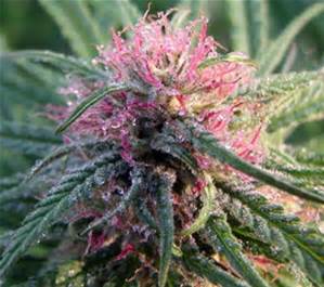420cannabisseed's tweet photo. #PinkBuds One for the ladies https://t.co/IUy9bOqXT6