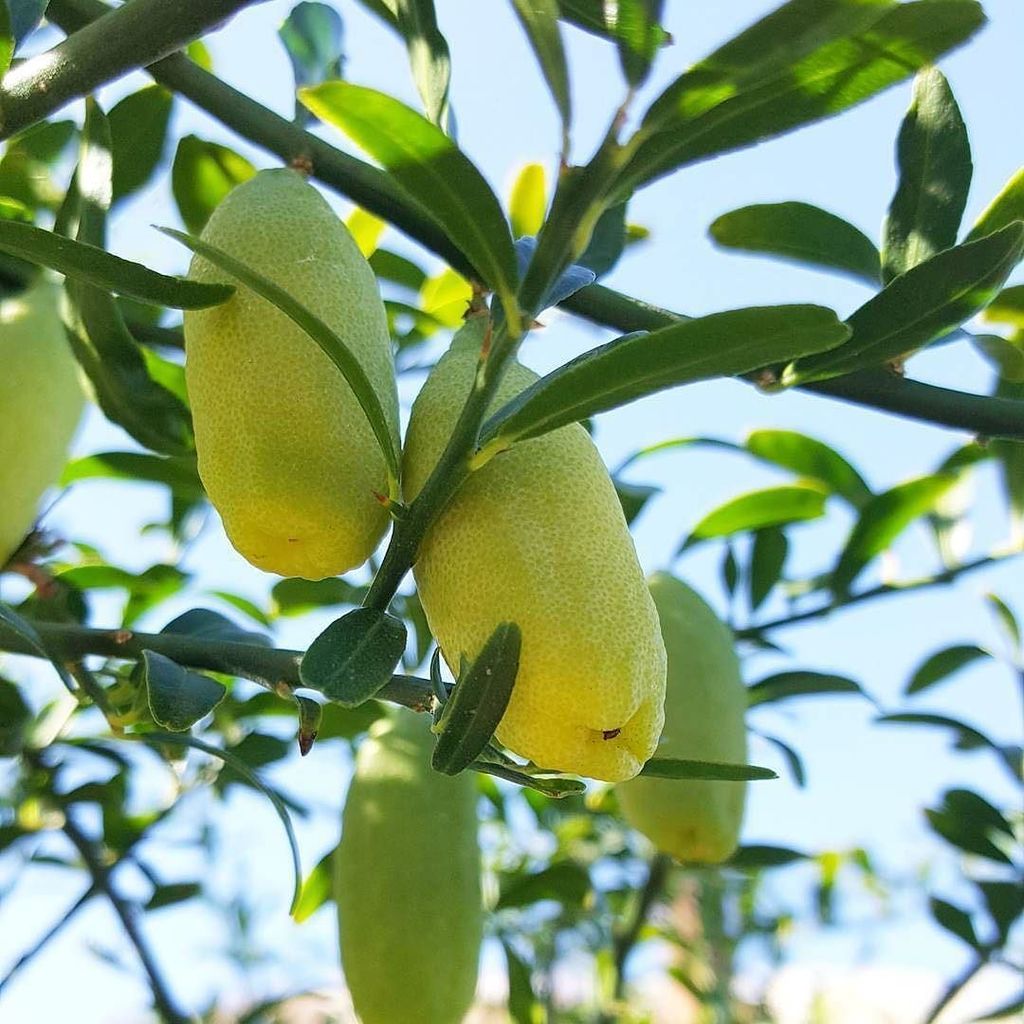 SpecialtyProd's tweet photo. 🌱 These are delicious.
#fingerlime #australianfingerlime #uniqueproduce #specialtyproduce… https://t.co/Lmwno20lHn https://t.co/aG652Kh145