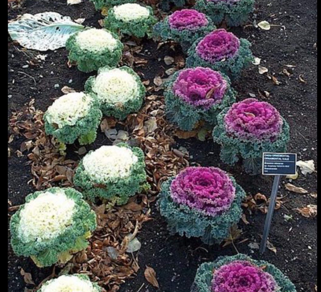 道は手ずから夢の花