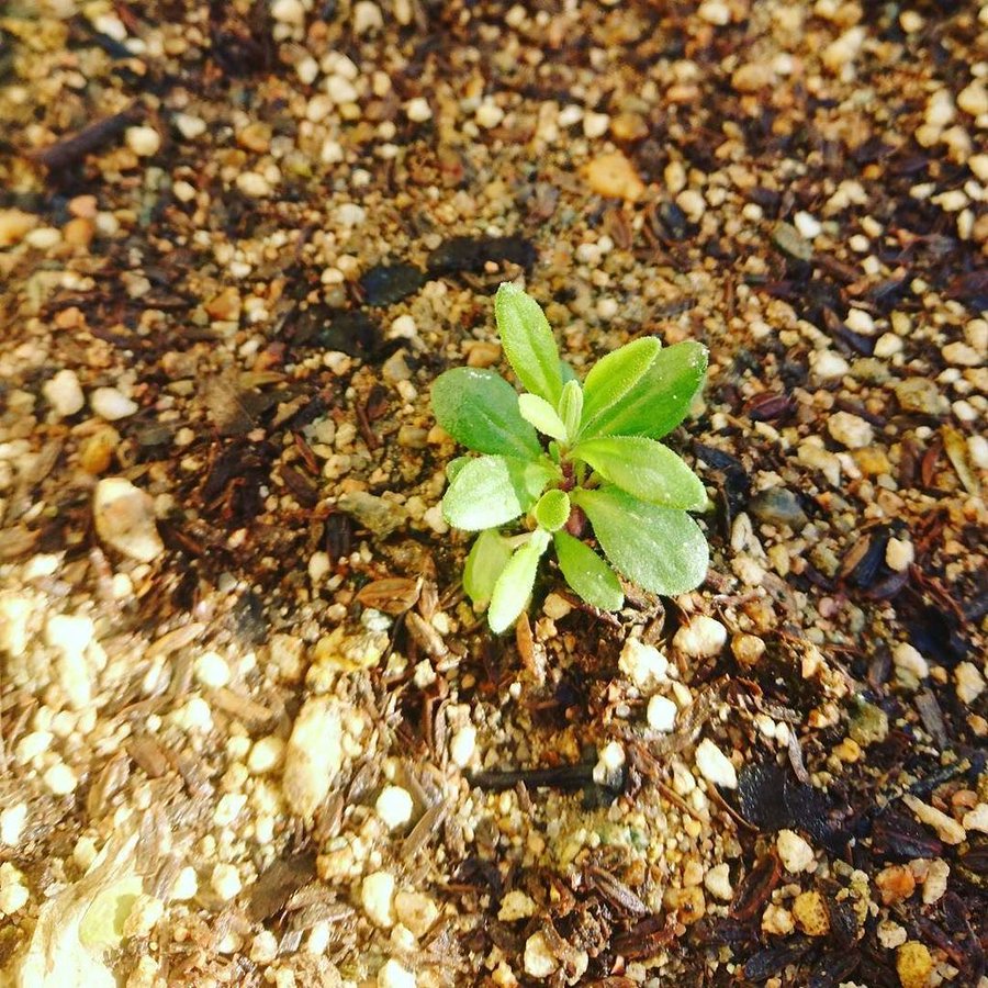 ラベンダーの増やし方ガイド 簡単に増やせるのは挿し木 株分け 種 2ページ目 Botanica