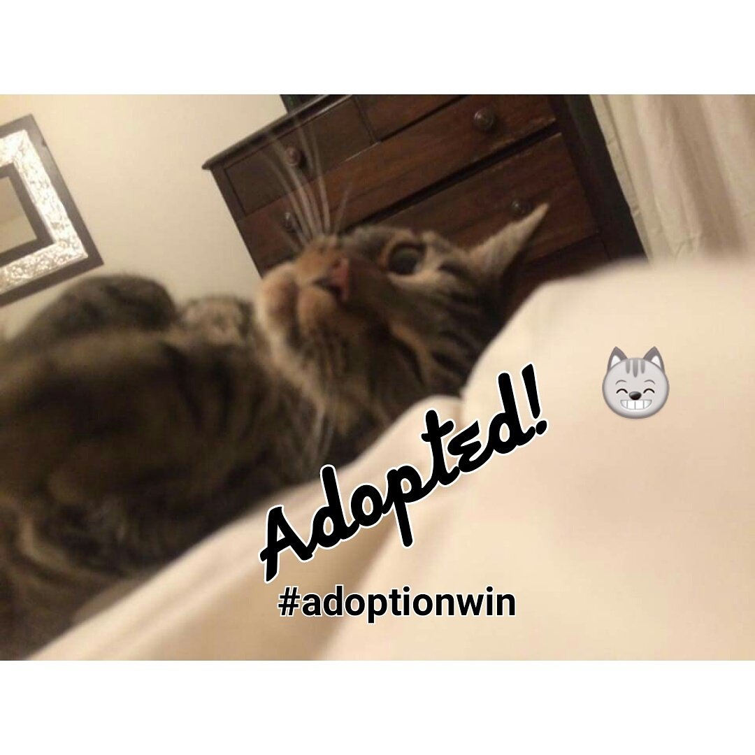 OttawaCatRescue's tweet image. Adoption news!  After 7 months in care Corkery has found his forever home! Have a wonderful life Corkery! #adoptionwin