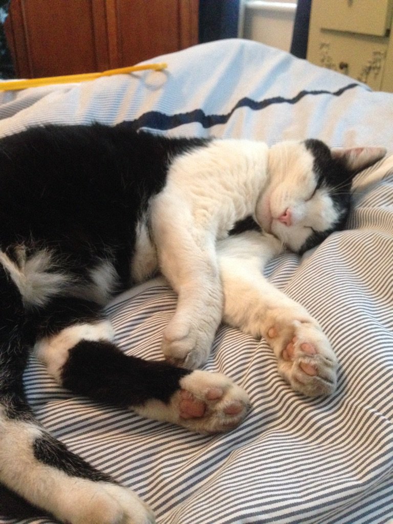 MrMoustacheCat's tweet photo. @The_Tardis_Toms Hi, we's sad becoz cousin Bubble @lola_animate deteriorated & yesterday he had to go cat heaven :-( #RunFreeBeautifulBubble https://t.co/vXBDeVkzAm