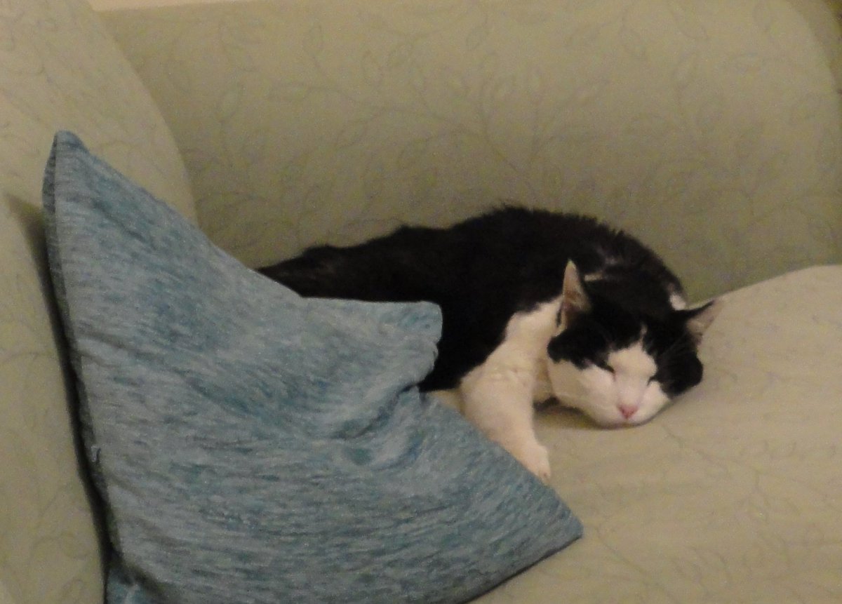 MrMoustacheCat's tweet photo. @The_Tardis_Toms Hi, we's sad becoz cousin Bubble @lola_animate deteriorated & yesterday he had to go cat heaven :-( #RunFreeBeautifulBubble https://t.co/vXBDeVkzAm
