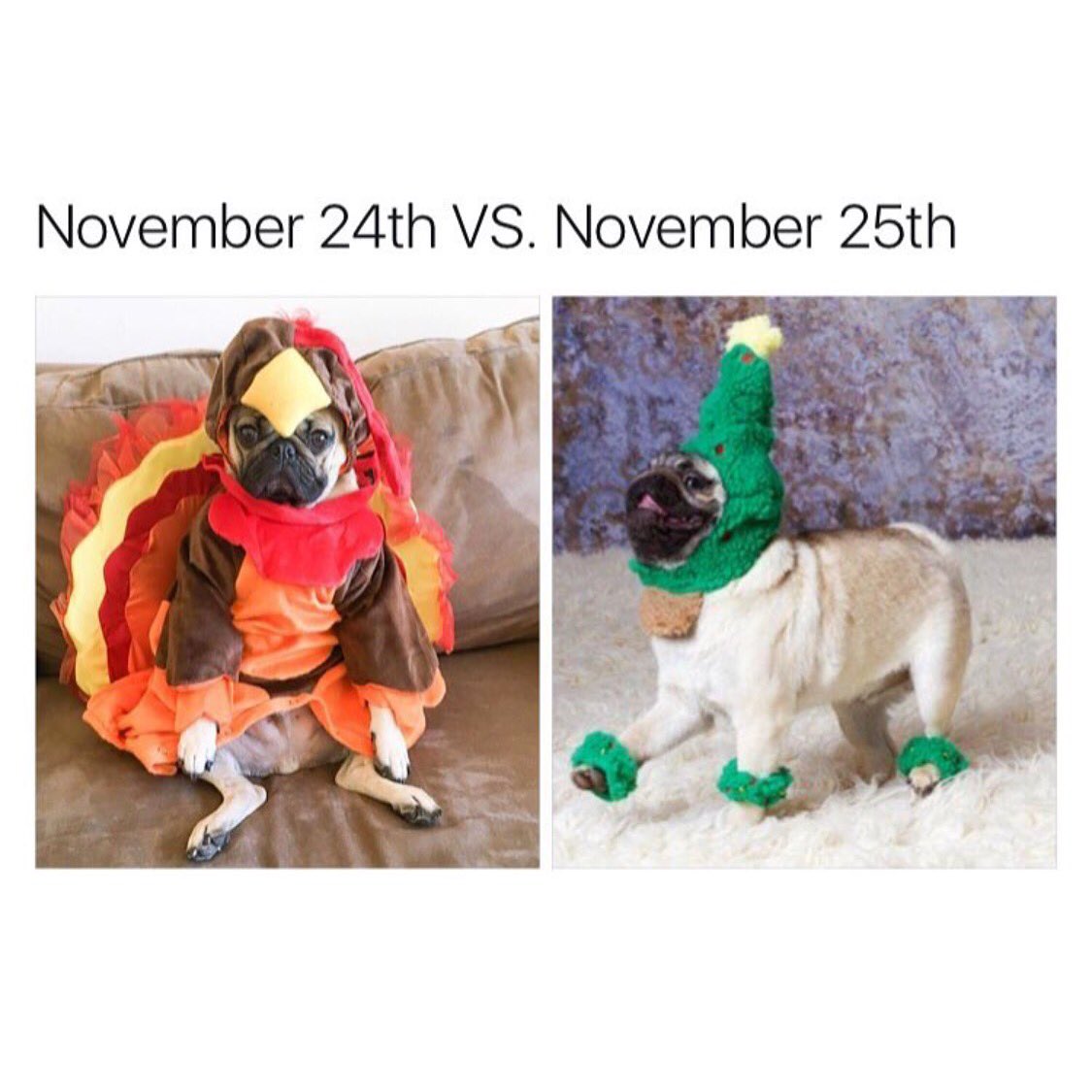 barknborrow's tweet photo. Straight onto the next... No time to waste! 🦃🎅🏼 
 https://t.co/tkeBt1SGs3 https://t.co/G8RDDtKimJ
