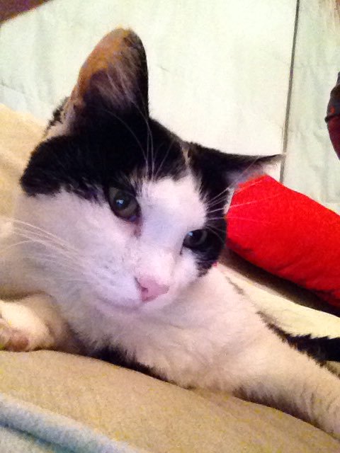 MrMoustacheCat's tweet photo. @The_Tardis_Toms Hi, we's sad becoz cousin Bubble @lola_animate deteriorated & yesterday he had to go cat heaven :-( #RunFreeBeautifulBubble https://t.co/vXBDeVkzAm