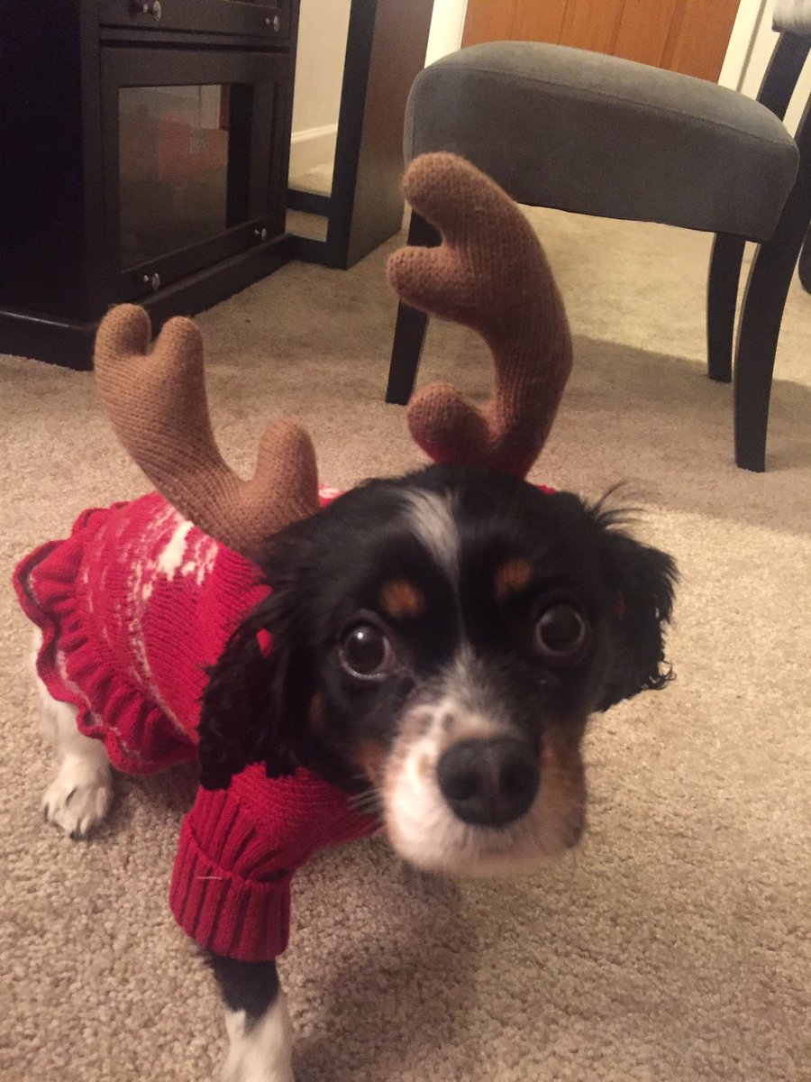 wiggles_mcbutt's tweet photo. Who's ready for Christmas? #christmaspuppy #happyholidays2016 https://t.co/qKACGGQtHo
