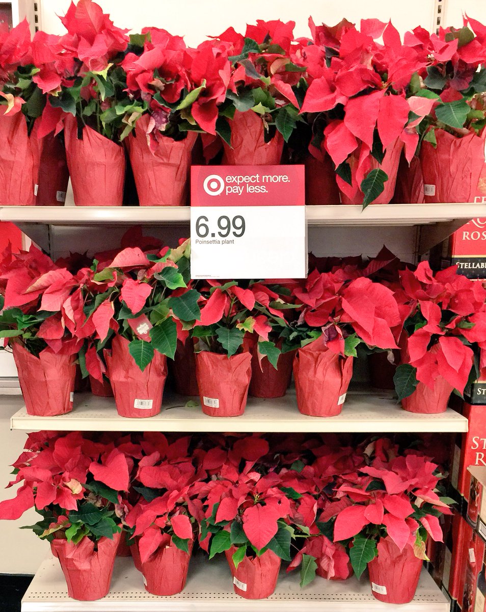 QUEncyclopedia's tweet photo. Point. Set.Tada! Poinsettias have arrived #freshflowers #FrontofStore looking good &amp; welcoming our guests. Greetings from #301GetsItDone https://t.co/NRLddRtmep