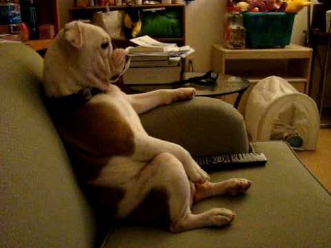 L_blackston's tweet photo. When u get home from cheating on your dog with another dog &amp; they smell u. Dog: I don't wanna hear it. Me: Look its not what it smells like. https://t.co/rDJi1JJuP9