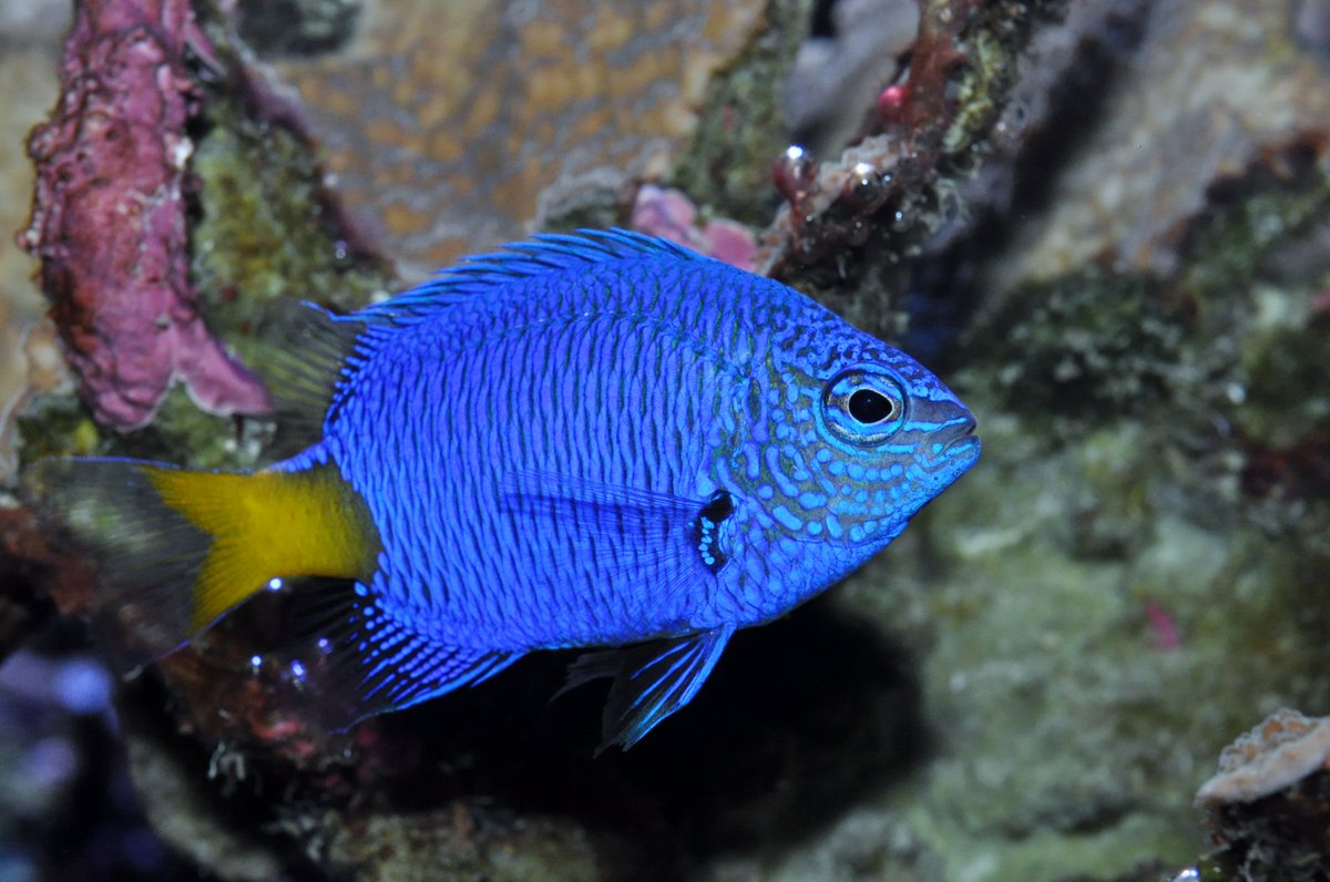 新潟市水族館マリンピア日本海 در توییتر シリキルリスズメダイ 潮風の風景 脊索動物門 条鰭綱 スズキ目 スズメダイ科 ルリスズメダイ属 全長7 福岡県 静岡県 沖縄諸島 ソロモン諸島のサンゴ礁域等 枝状サンゴの周辺に生息 単独性 体は鮮やかな青色 尾柄部