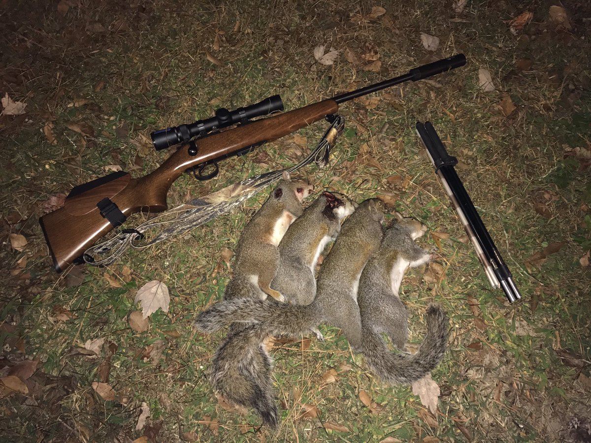 natebonebusta's tweet photo. My #BlackFriday was excellent because I opted for the peace and quiet of the #squirrelhunting woods. Got the NC limit #cz452 #22lr #rimfire https://t.co/mlpLFCDL1b