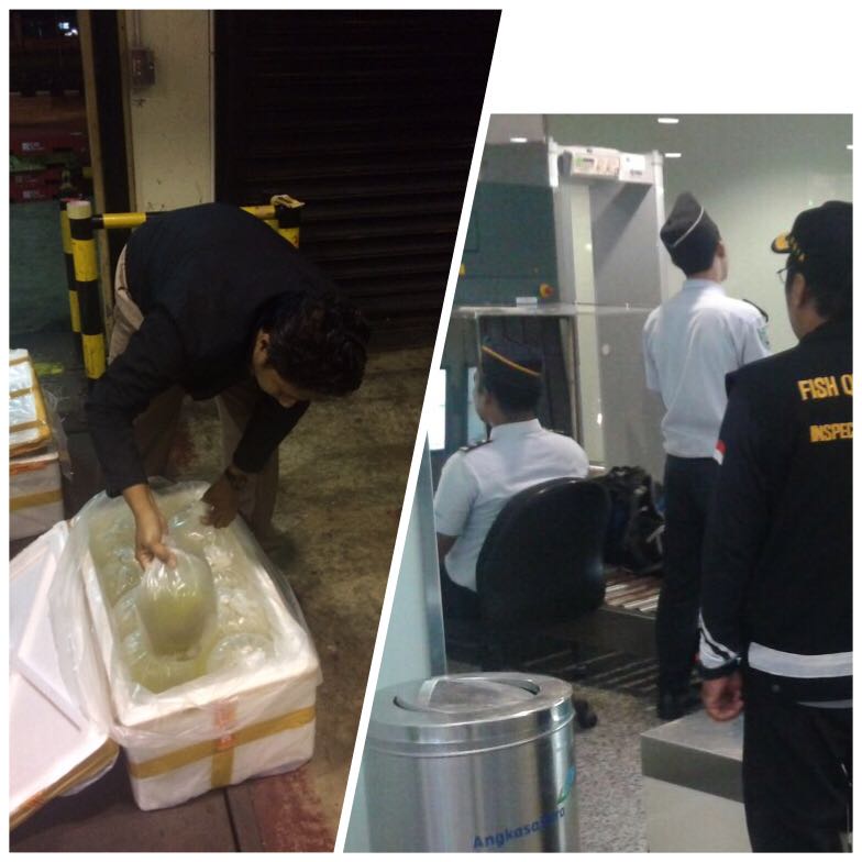 Pengawasn ekspor komoditi perikanan di Cargo dan terminal keberangkatan Inter Ngurah Rai @HumasBkipm <a href="/rinajanwar2201/">Rina</a>