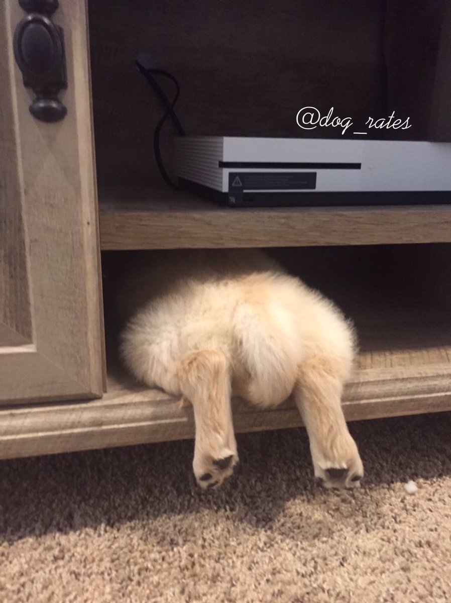 WeRateDogs tweet media