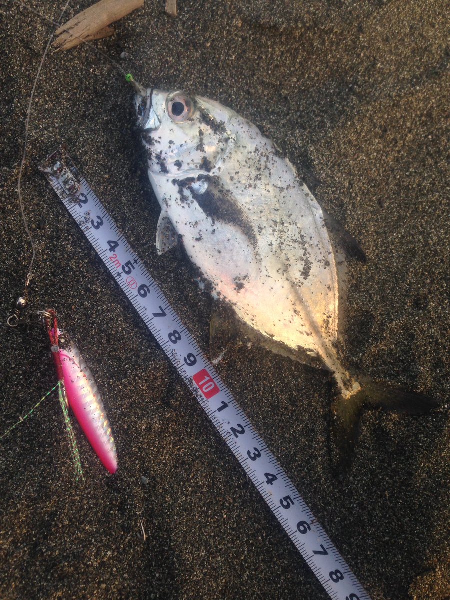 サビキーノ斉藤 魚釣り編 16年11月26日 土 15時30分頃 神奈川県の平塚海岸 プール下あたり ジグサビキで メッキ 全長約15 5cm が釣れたぁぁ サビキーノ斉藤 サビキーノ 平塚 平塚海岸 釣り メッキ