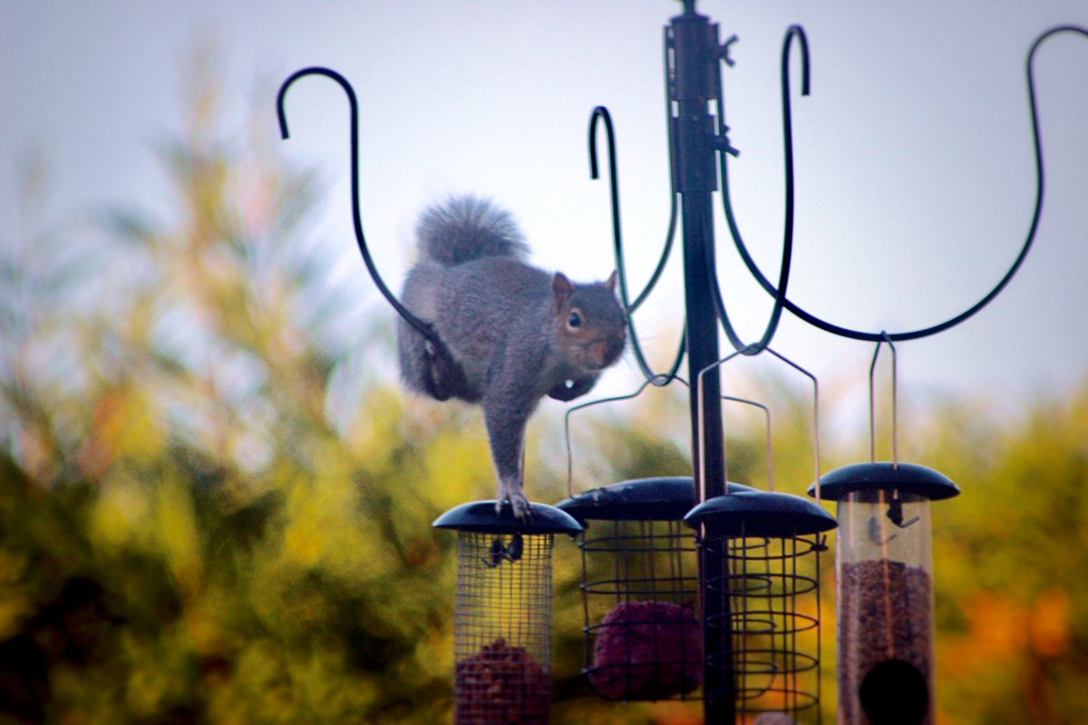 Bbc Wales News On Twitter Caught In The Act This Cheeky