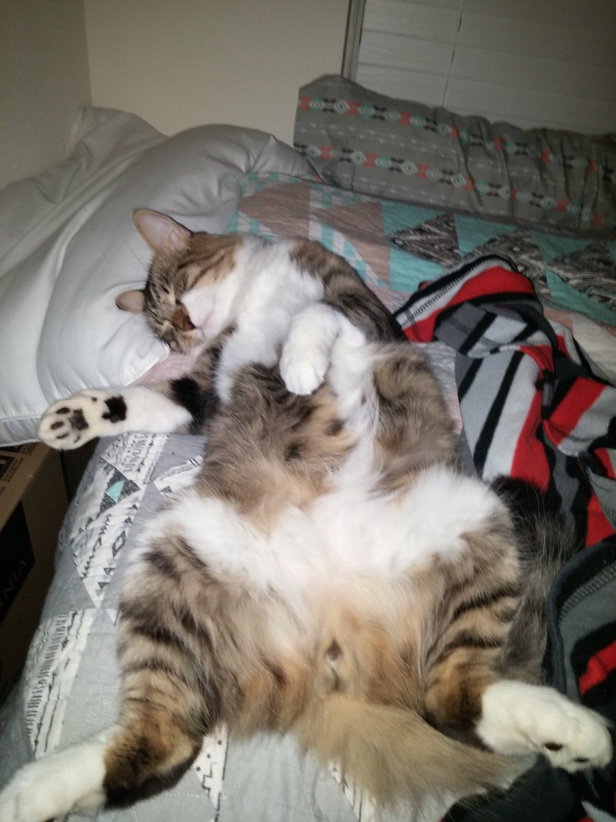 justsomebrony's tweet photo. Won't let me go to bed until I give belly rubs https://t.co/us9s3RexdQ