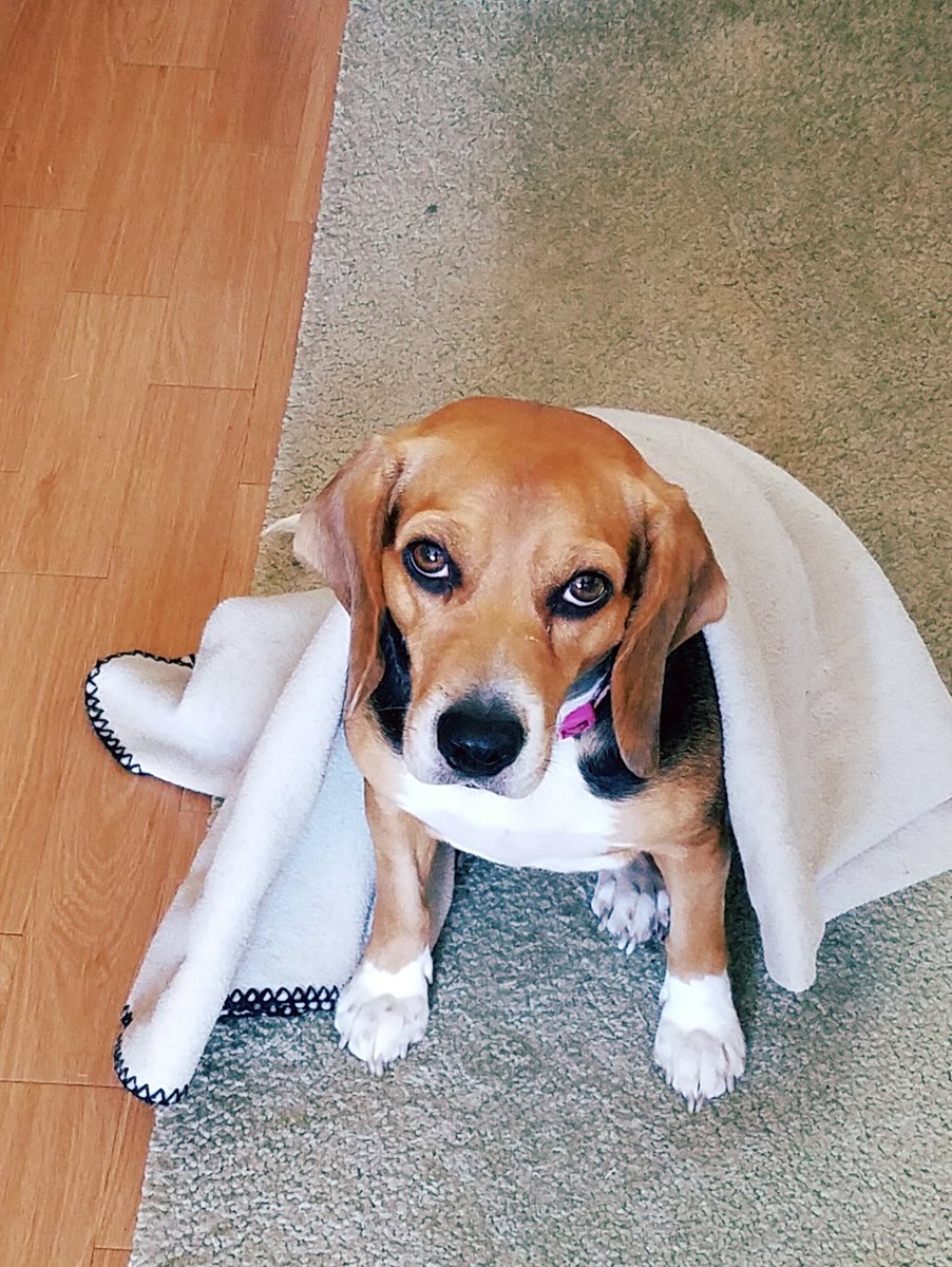 Zeldabeagle's tweet photo. @Belle_Rope feel better! https://t.co/hc32223reE
