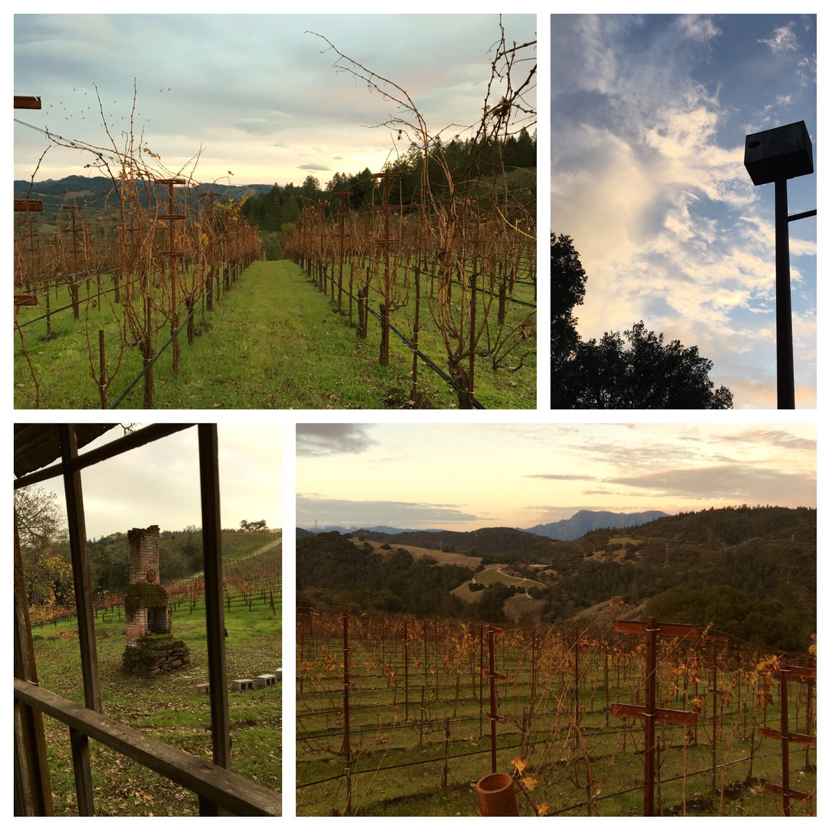 Gorgeous walk through the winter vineyard.
