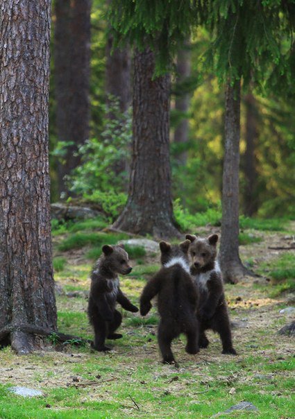 Krasoti_Rossii's tweet photo. Лесная дискотека #Красоты_России #КрасотыРоссии #Россия https://t.co/FSMpKfEzwu