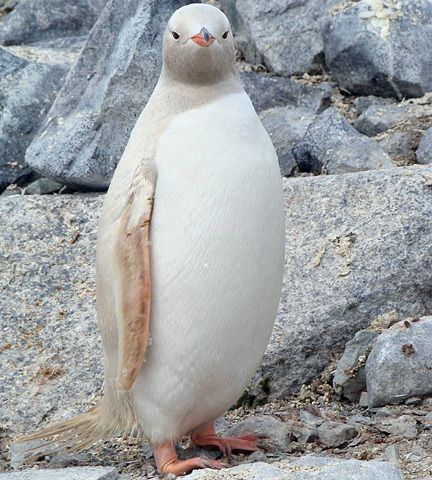 Albino Penguin
:-)