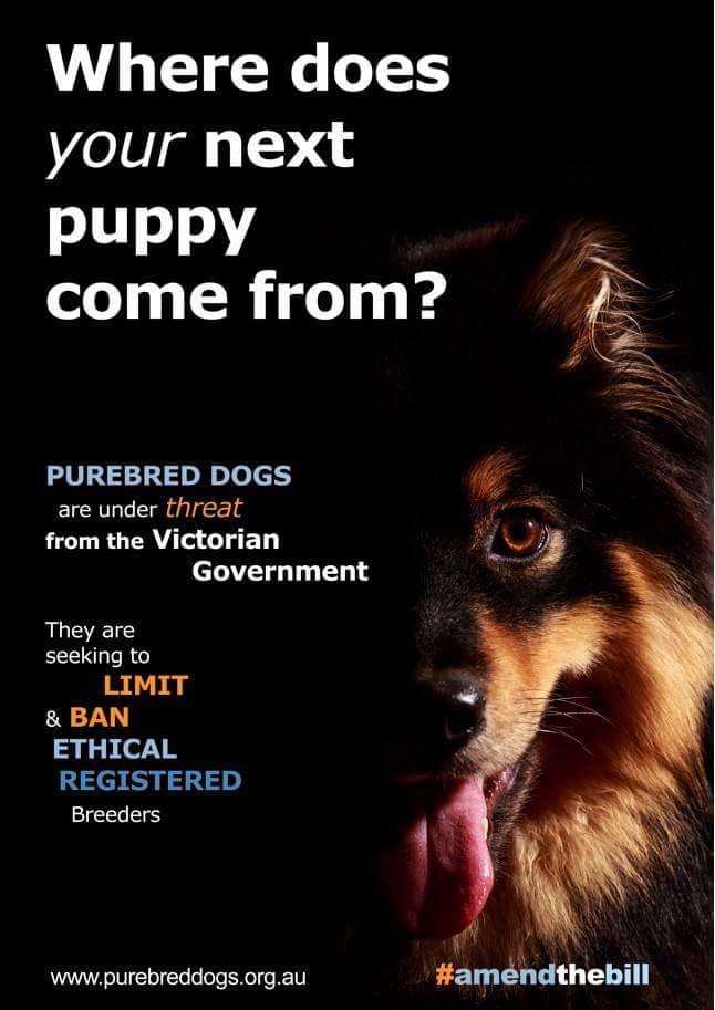 Caleebra's tweet photo. This legislation is not good enough.  #amendthebill #makeitaboutwelfare and get it right @JaalaPulford. #DogsVic https://t.co/FFrZ8fbuxF