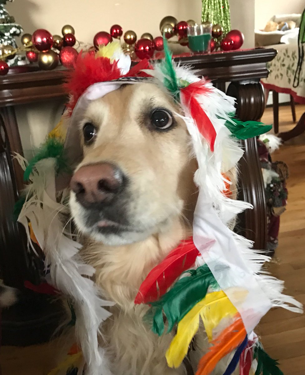 beds_bones's tweet image. Feeling like a handsome #goldenretriever #dogsoftwitter