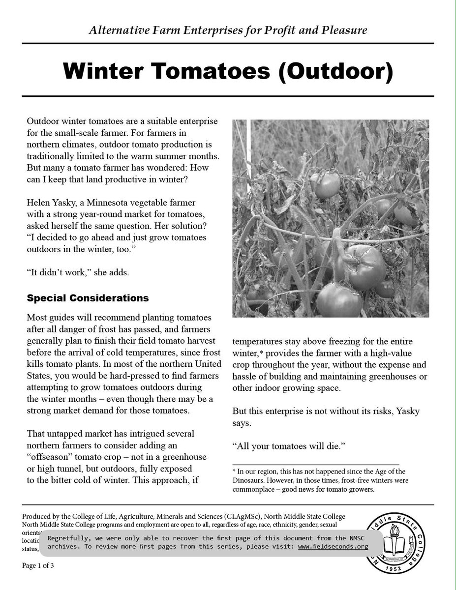 fieldseconds's tweet photo. Can you grow tomatoes pretty much whenever and wherever you like? Ok https://t.co/hk2sQjkG8X #farming #youngfarmers #garden https://t.co/wqZ4Iz5y4c