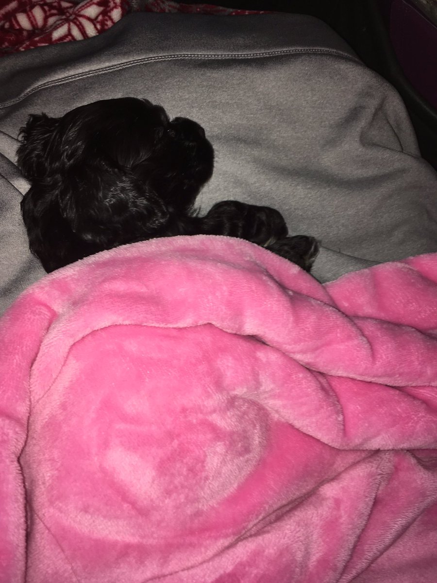 fcclthelove's tweet photo. my brand new puppy i am blessed https://t.co/2C4TM9TcBQ