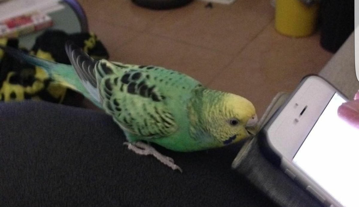 aco_ya's tweet photo. 【迷子】友人のセキセイインコが行方不明です。特徴は、顔の周りが黄色、頬辺りに紺色の斑点あり、身体は緑、羽に黒が混じっています。人懐こくないため呼んでも来ないと思われます。
場所は、大阪府堺市北区北花田町です。
もしお心当たりのある方は、このアカウントにご連絡をお願いいたします。 https://t.co/AYbPMVlhKT