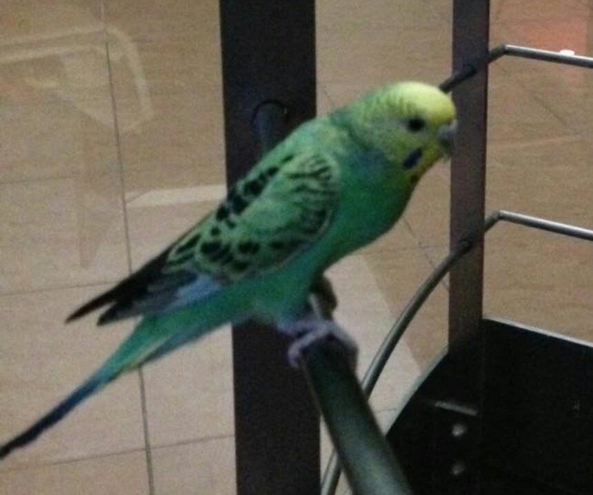 aco_ya's tweet photo. 【迷子】友人のセキセイインコが行方不明です。特徴は、顔の周りが黄色、頬辺りに紺色の斑点あり、身体は緑、羽に黒が混じっています。人懐こくないため呼んでも来ないと思われます。
場所は、大阪府堺市北区北花田町です。
もしお心当たりのある方は、このアカウントにご連絡をお願いいたします。 https://t.co/AYbPMVlhKT