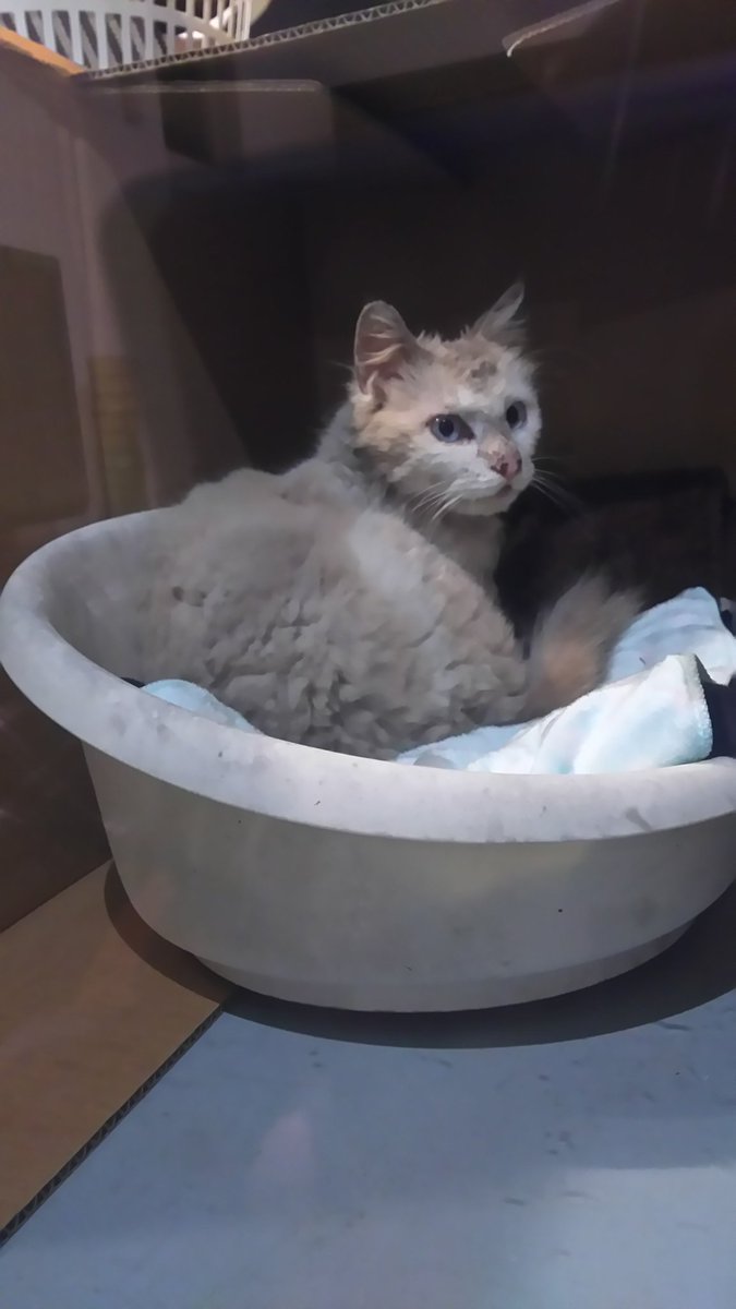ぼんたろう Sur Twitter 迷い猫 沖縄うるま市 拡散希望 11月7日に庭に現れたぼろぼろの猫 白に少しグレー混じりのちょい長毛 ブルーアイ 去勢済みのオス 長く放浪した様子 臆病だが甘えん坊 心当たりのある方いませんか 迷い猫 猫 保護猫 迷子猫 ぼんたろう Sur Twitter 迷い猫 沖縄うるま市 拡散希望 11月7日に庭に現れたぼろぼろの猫 白に少しグレー混じりのちょい長毛 ブルーアイ 去勢済みのオス 長く放浪した様子 臆病だが甘えん坊 心当たりのある方いませんか 迷い猫 猫 保護猫 迷子猫