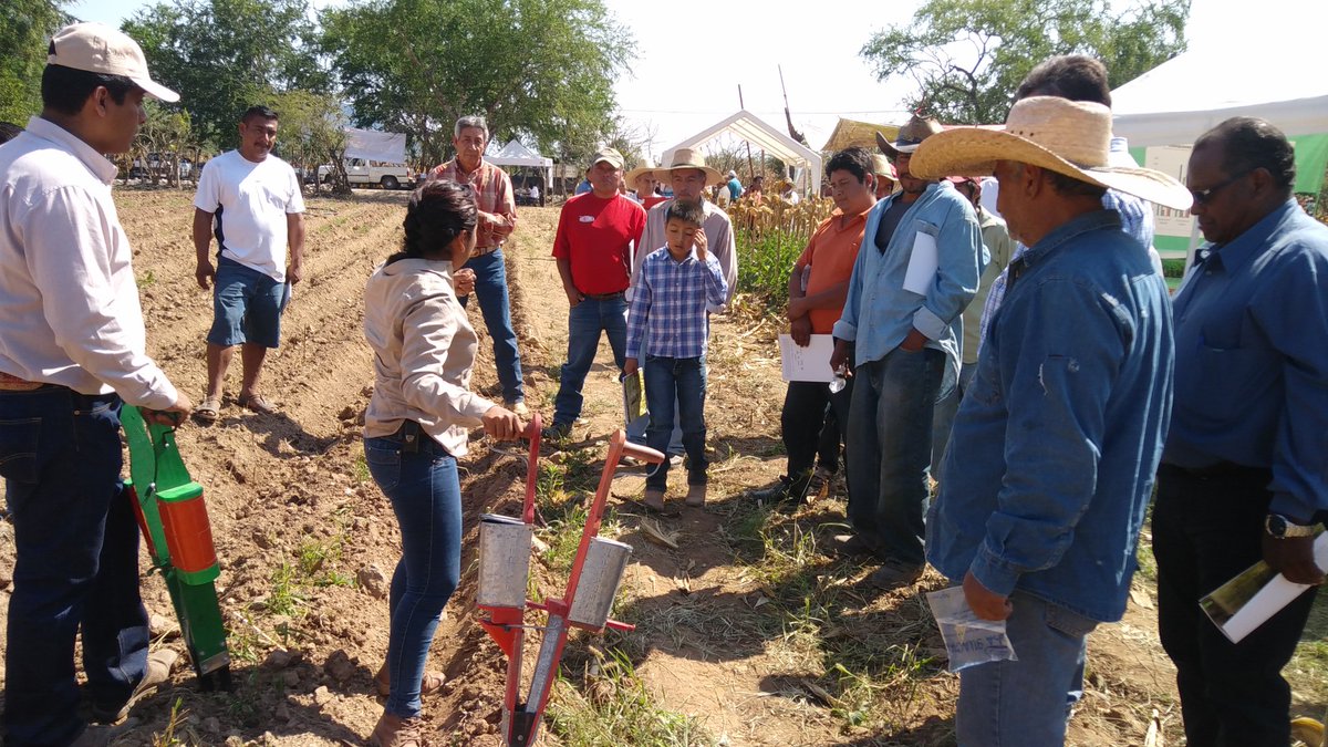 SalitoCabrera's tweet photo. @ACCIMMYT 
25/11/16. Intercambio de experiencias de las innovaciones implementadas por los productores en la región montaña y centro de Gro. https://t.co/lZtKBYaWyM
