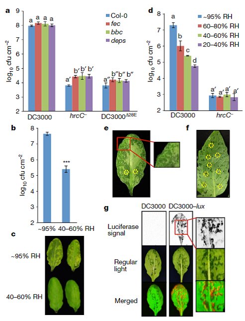 NaturePortfolio's tweet photo. Bacteria establish an aqueous living space in plants crucial for infection of the phyllosphere reports a new study https://t.co/45MzwLXNAi https://t.co/Y5k1vTPBRo