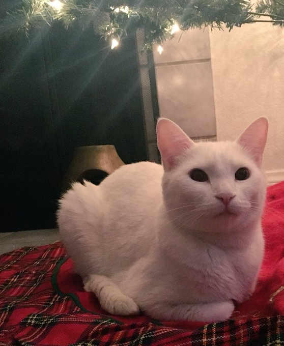 He's loving the tree 💕🎄💗 https://t.co/TuTTbVKhw6<a href="/tag/meow"class="tags"><span>#meow</span></a><a href="/tag/friskyfriday"class="tags"><span>#friskyfriday</span></a>